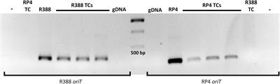 Conjugative DNA Transfer From E. coli to Transformation-Resistant Lactobacilli